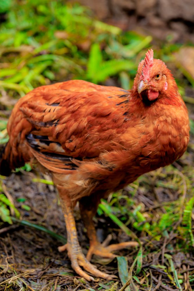 Residents have started engaging in modern small livestock farming to address malnutrition.