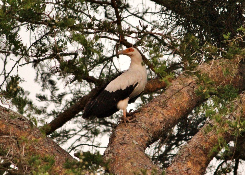 The African Fish Eagle is similar in appearance to the American Bald Eagle.The chances of observing this beautiful raptor are very high and expect to find pairs nesting close to water sources in Akagera National Park.