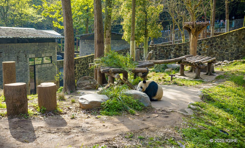 Pandas can eat up to 38 kg of bamboo a day.