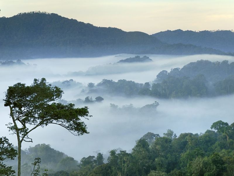 Nyungwe National Park has various wildlife of flora and fauna including unique bird species that are not found elsewhere and plant species that are endemic to tropical mountain environments.