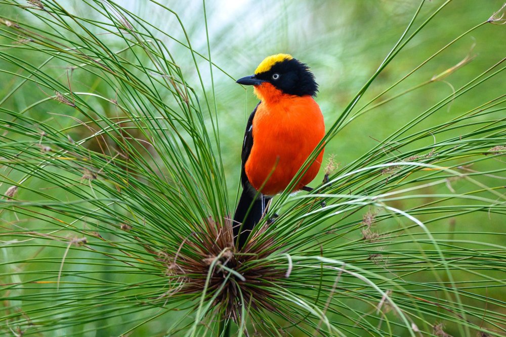 Nyungwe National Park is home to over 300 bird species.