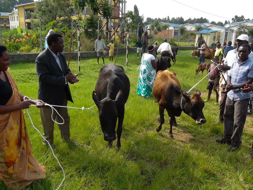 Rwandans receiving cows in Girinka program