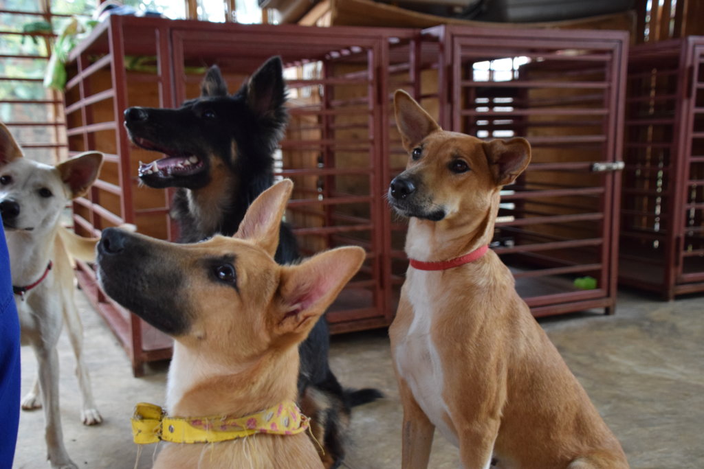 The Rwanda Agriculture and Animal Resources Development Board (RAB) is enforcing stricter measures for dog owners across the country to protect the public from dog bites and curb the spread of rabies.