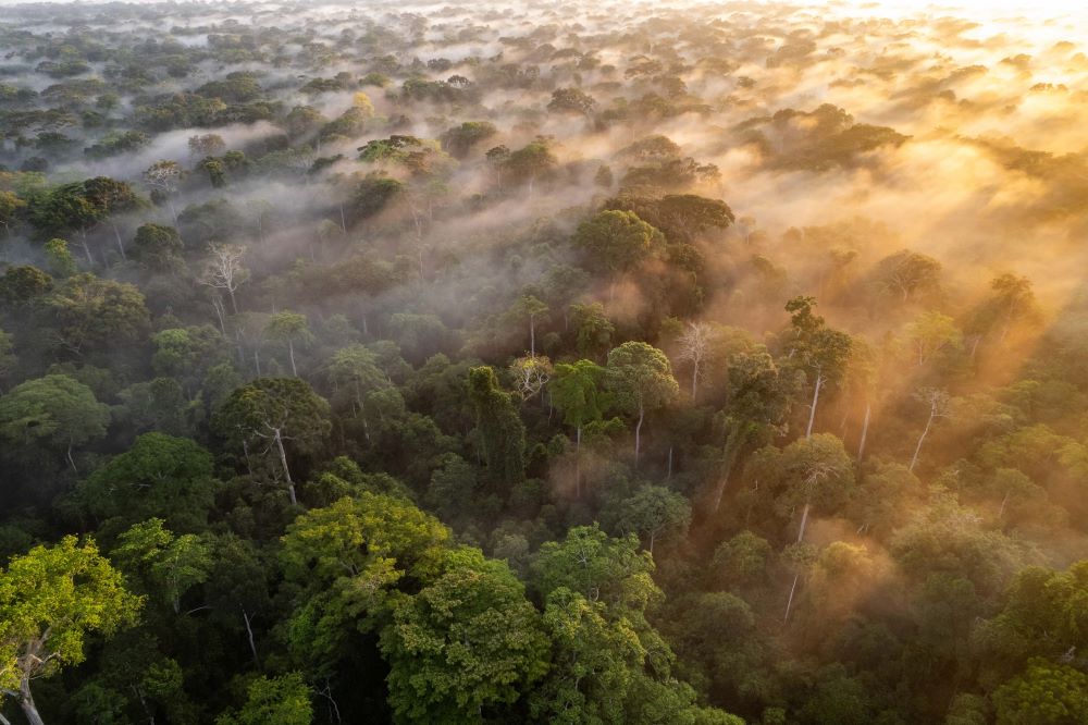 Aerial view at sunrise over Nouabalé-Ndoki National Park, in the heart of one of the best-preserved stretches of tropical rainforest in Central Africa. Photo by Thomas Nicolon ©WCS