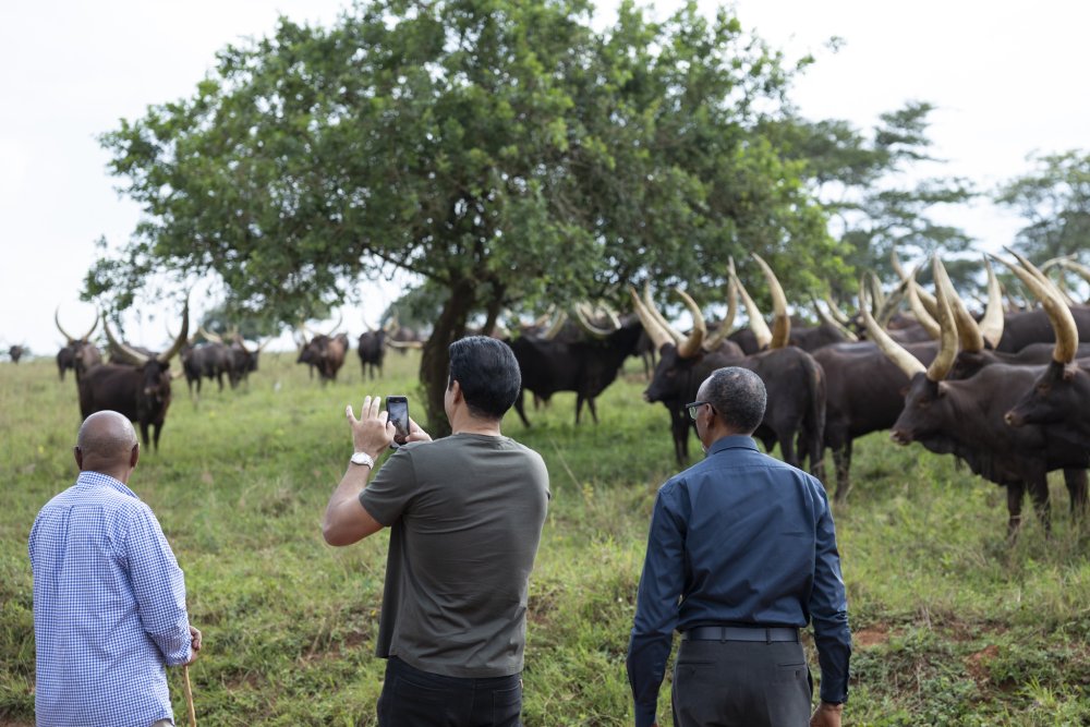 President Kagame hosted The Emir of Qatar, Sheikh Tamim bin Hamad Al-Thanihim for a private discussion at his farm in Kibugabuga, Bugesera District, and gifted him long-horned cattle, known as Inyambo.