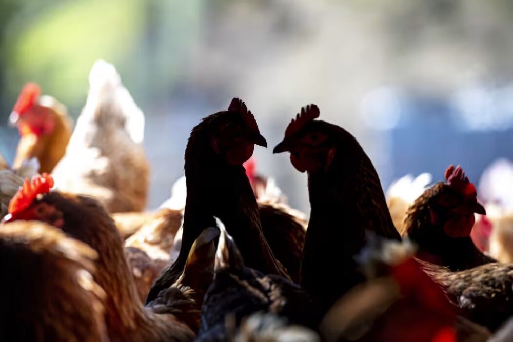 US health authorities have raised alarms as the H5N1 avian influenza virus continues to spread.