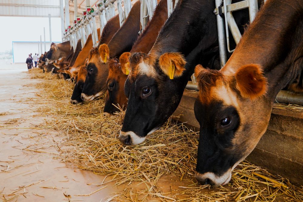 The agriculture sector has received multimillion-dollar funding from the AfDB since the launch of its first project in 1974
