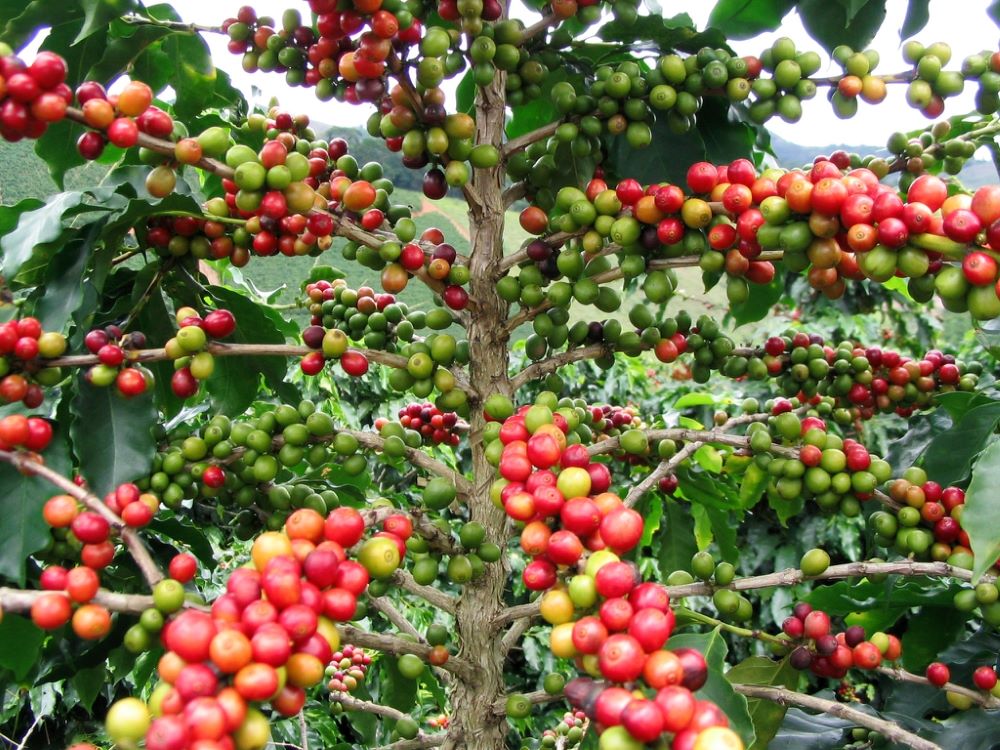 The maiden Africa Coffee Festival is scheduled to take place in Ntungamo, Uganda, from October 10 to 12, 2025.