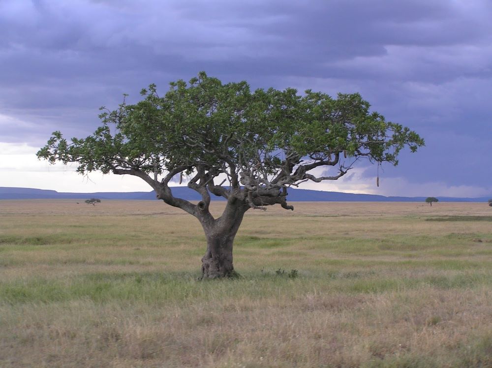Legacy trees are the largest and oldest native trees dotting Rwanda’s landscapes.