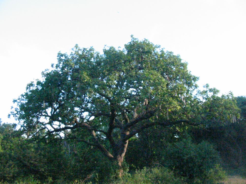 Native trees often stand amidst agriculture, settlements, and urban development.