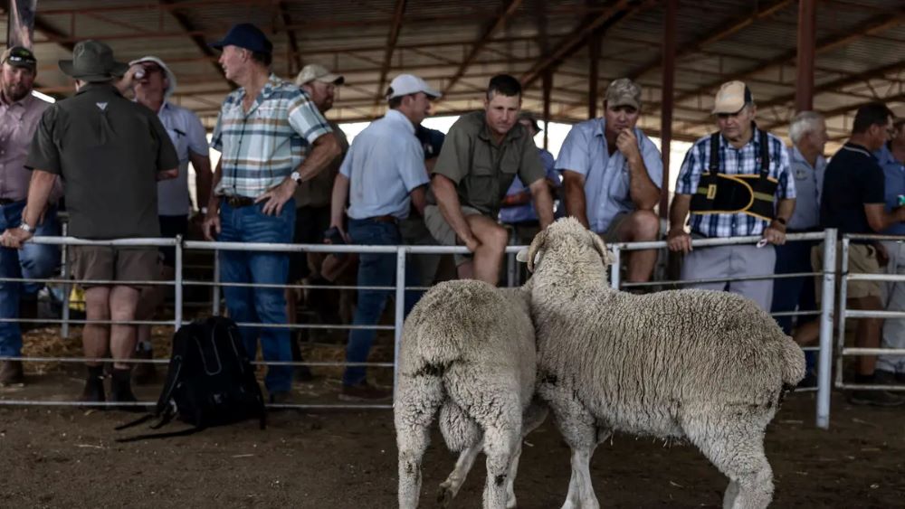 Farmers inspect show sheep in Philippolis, South Africa.