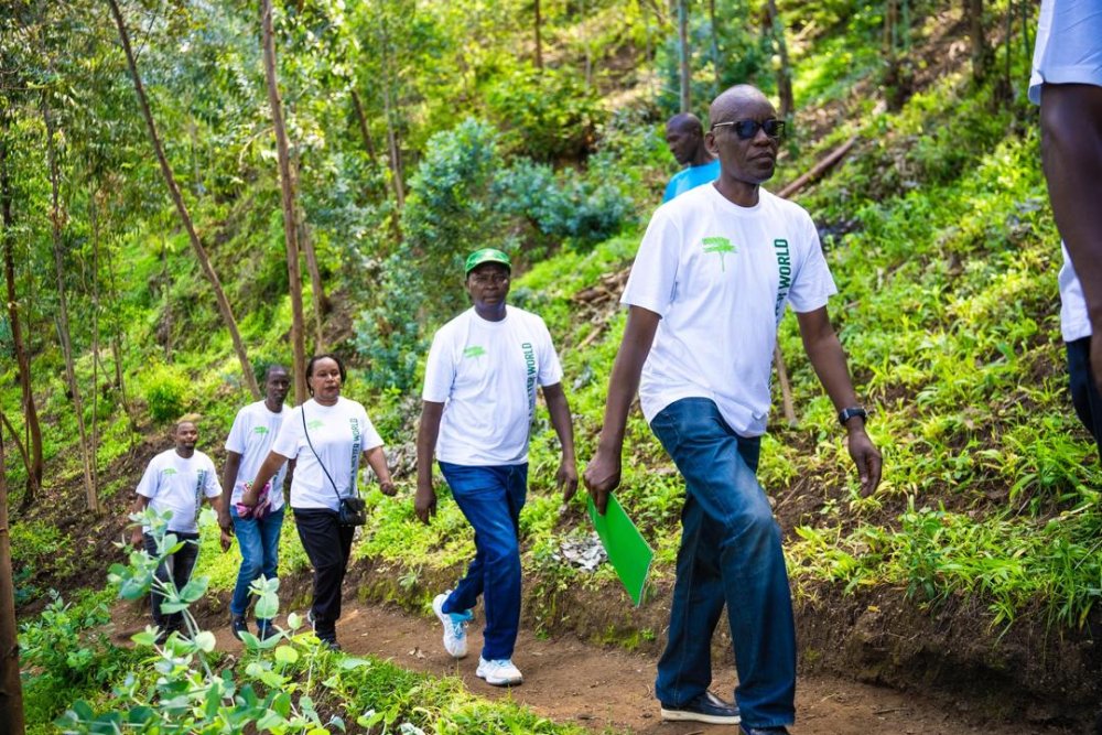 These trees, donated by Bralirwa, were planted on Hill Nengo near the Sebeya River.