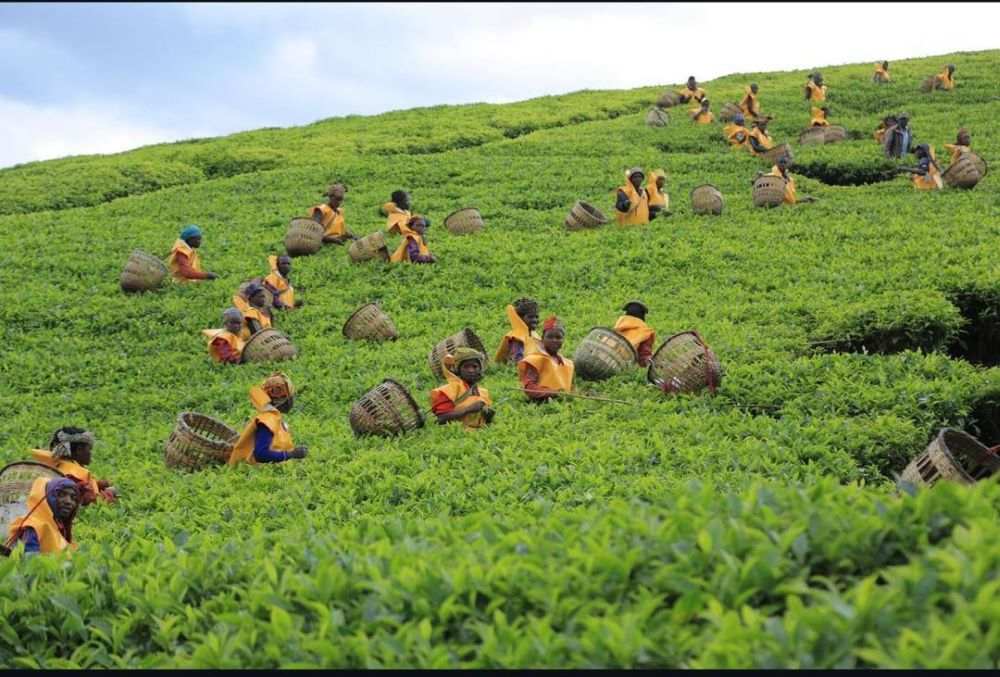 Rwandan tea is known for its rich flavor and high quality.