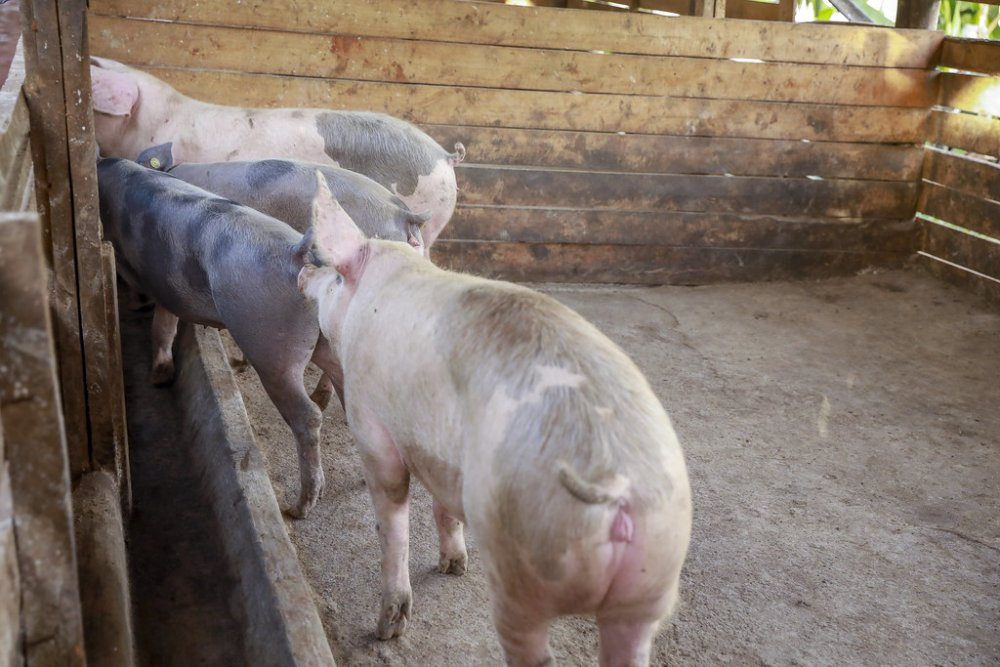 Pig farmers are set to benefit from subsidized interest rates. 