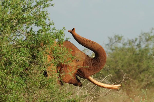 Elephants forage at the Tsavo East National Park on March 19, 2012. A Kenya Wildlife Services officer and four poachers were killed in shootout between poachers and wildlife rangers near the park on March 3, 2017.