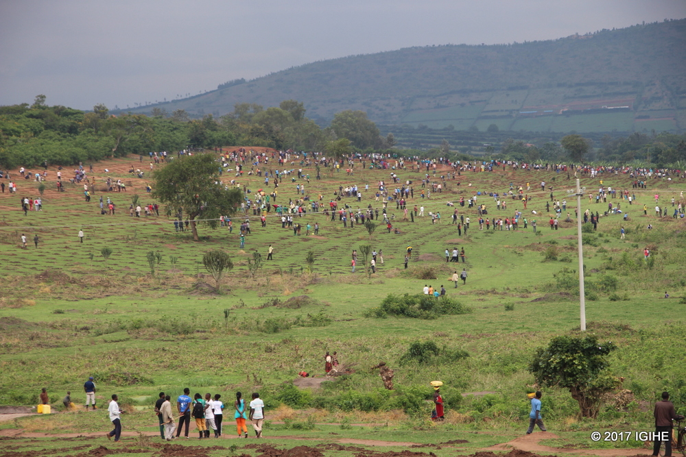 A total of 30,000 trees were planted