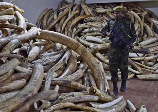 A Kenya Wildlife Services ranger walks through a secure ivory stock room in Nairobi on March 21, 2016. Vietnam customs officials have seized nearly one tonne of ivory hidden in a timber shipment from Kenya.