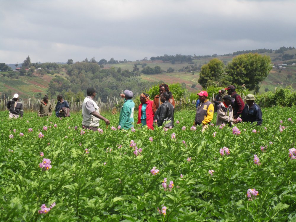 Rwanda needs $63.8 million to invest in potato farming.
