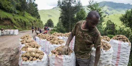 A Rwandan potato farmer awaits transport for his produce. The majority of the country's population depends on subsistence farming for survival. Photo | Cyril Ndegeya