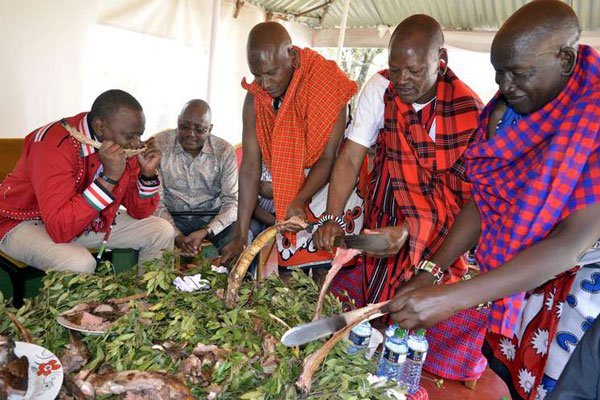 President Uhuru Kenyatta enjoys grilled meat, nyama choma, during the homecoming of new Geothermal Development Corporation managing director Johnson ole Nchoe on August 12, 2016.