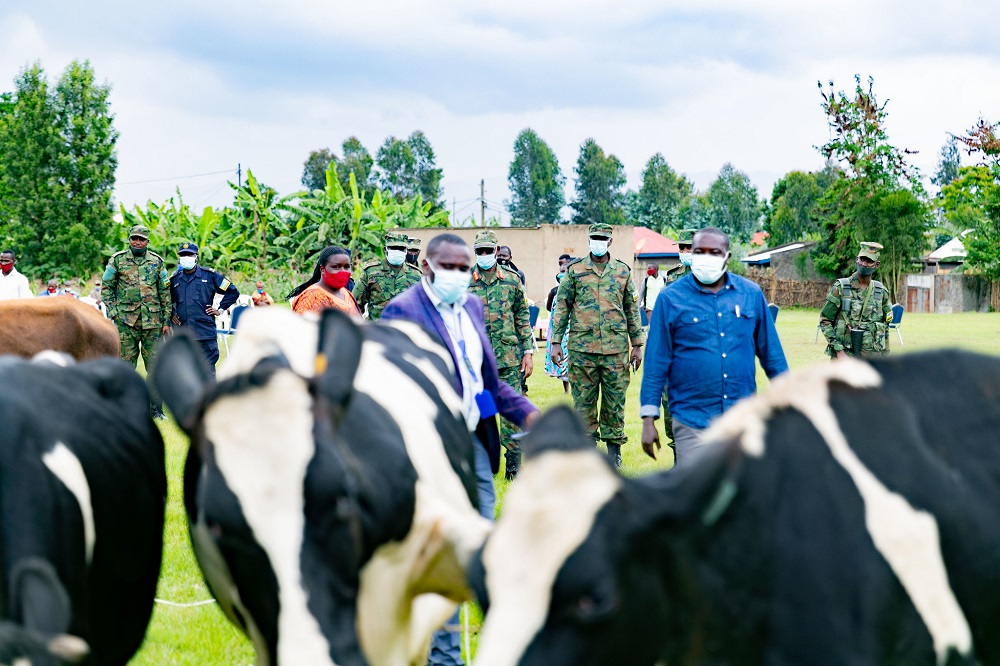 RDF donating cows to residents of Burera district in Northern Province.