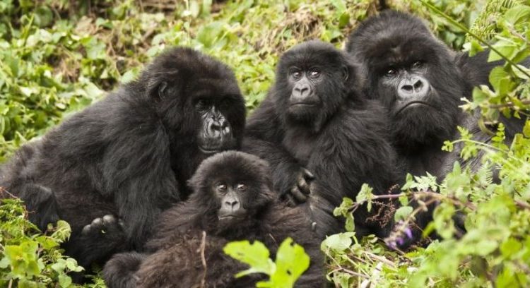 The government plans to increase the park’s size from its current 160 square kilometres by approximately 37.4 square kilometres (3,740 hectares), a move expected to support a 15-20% increase in the gorilla population and reduce infant mortality by 50%.