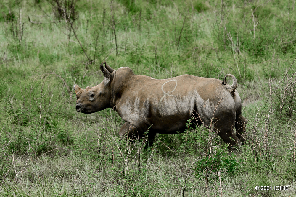 One of white rhinos released into the jungle. 