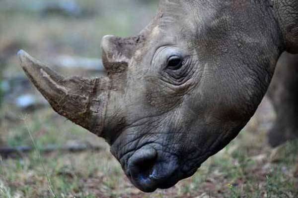 A white rhino in Limpopo. Wildlife authorities in Zimbabwe have begun dehorning the country's 700 adult rhinos to curb rampant poaching. 