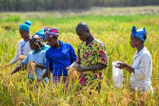 Rice Farming in Africa has greatly benefited from the continent's cooperation China