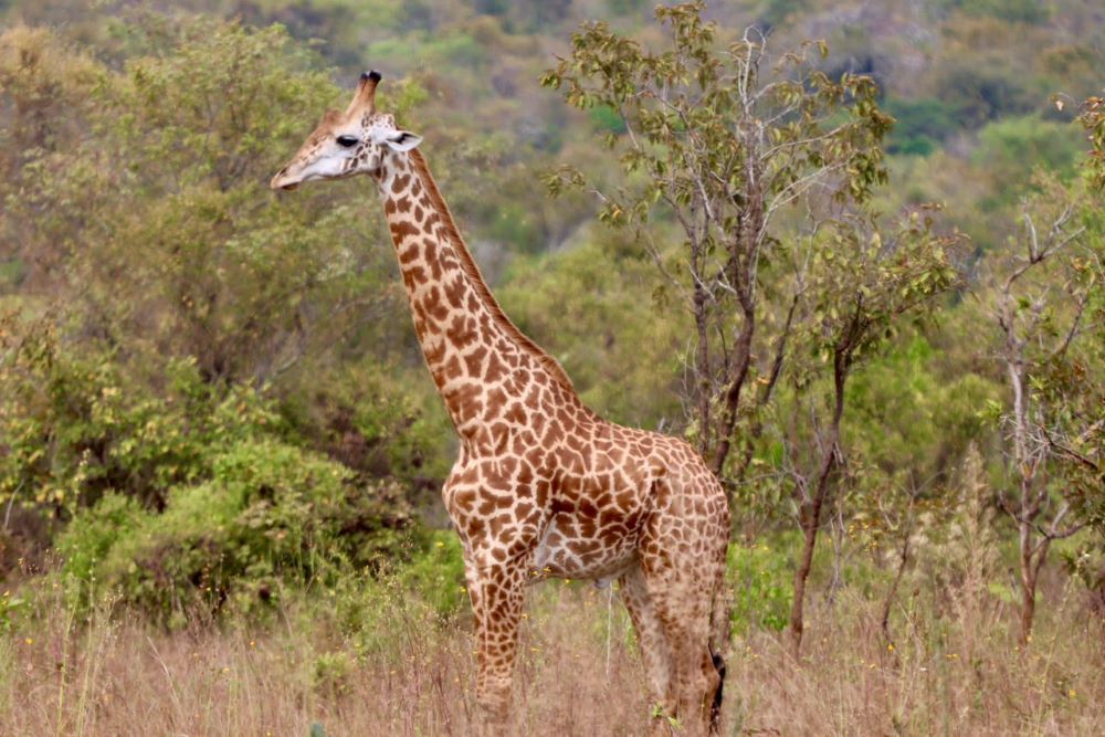 Travel enthusiasts visiting Akagera National Park stand a chance to capture breathtaking photographs.