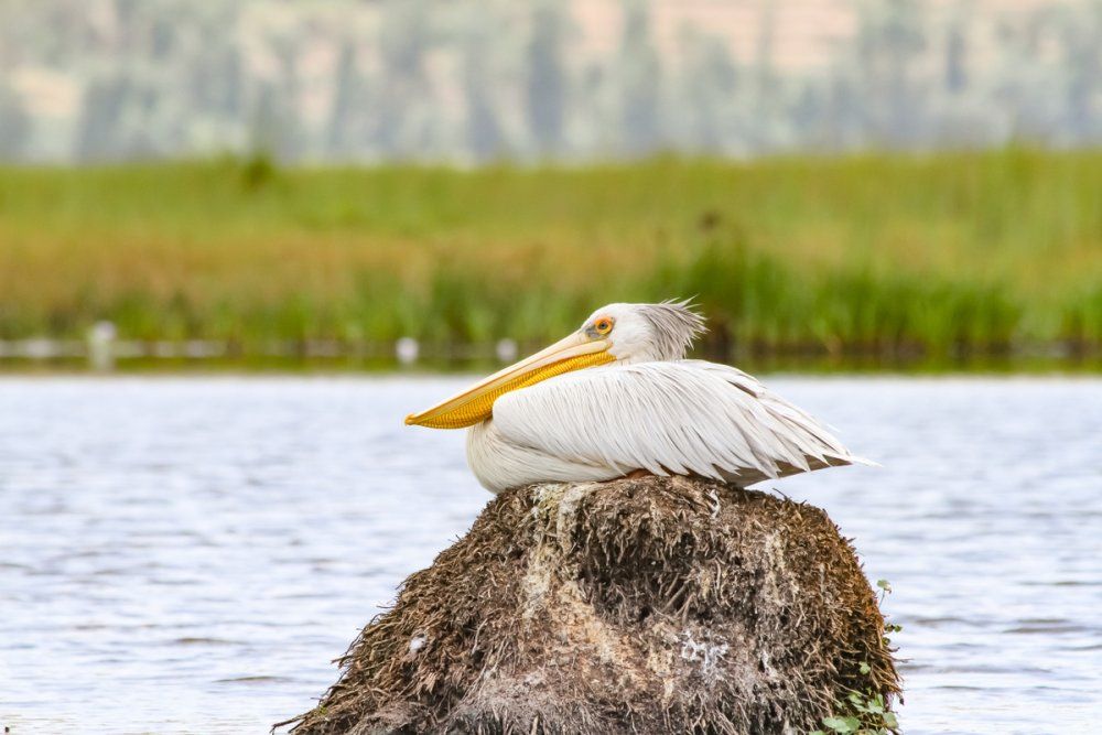 Researchers recently 127 bird species in Rugezi Marsh, 28 of which are new to the region.