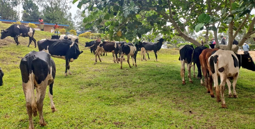 The donation aligns with the Government of Rwanda’s Girinka program also known as ‘One Cow Per Poor Family’, initiated in 2006. 