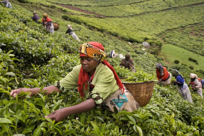 A major export commodity, Rwandan tea is known for its quality and has found success in niche markets in Europe and Asia.