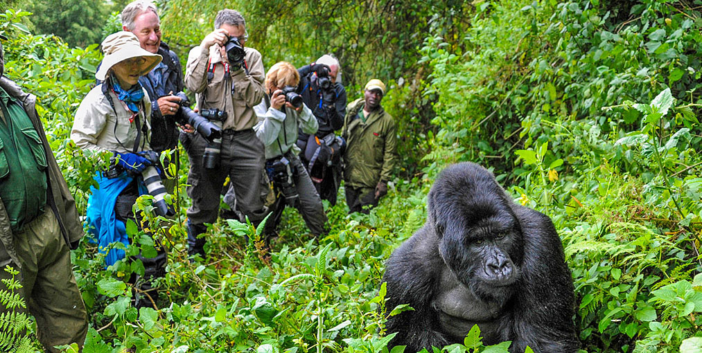 Tourism contributed a record Frw 1.9 trillion (9.8% of GDP) in 2024, a 17.7% increase over pre-pandemic levels.