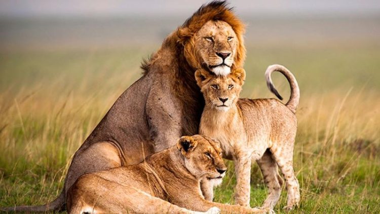A pride of lions at Akagera National Park.