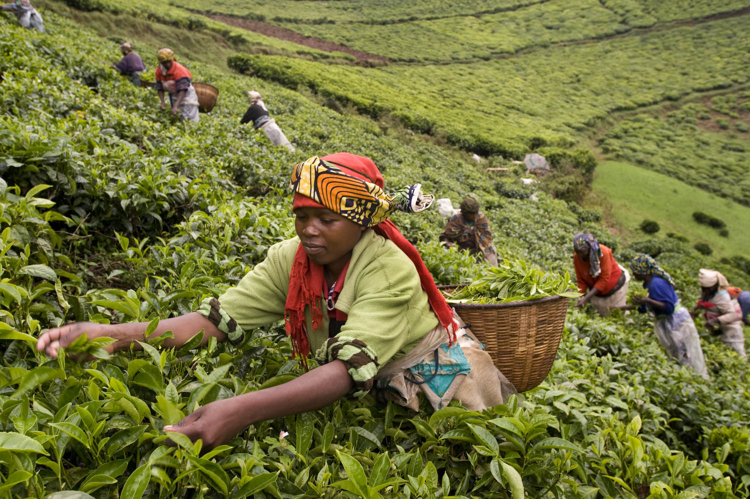 Rwandans harvesting tea. Net Photo