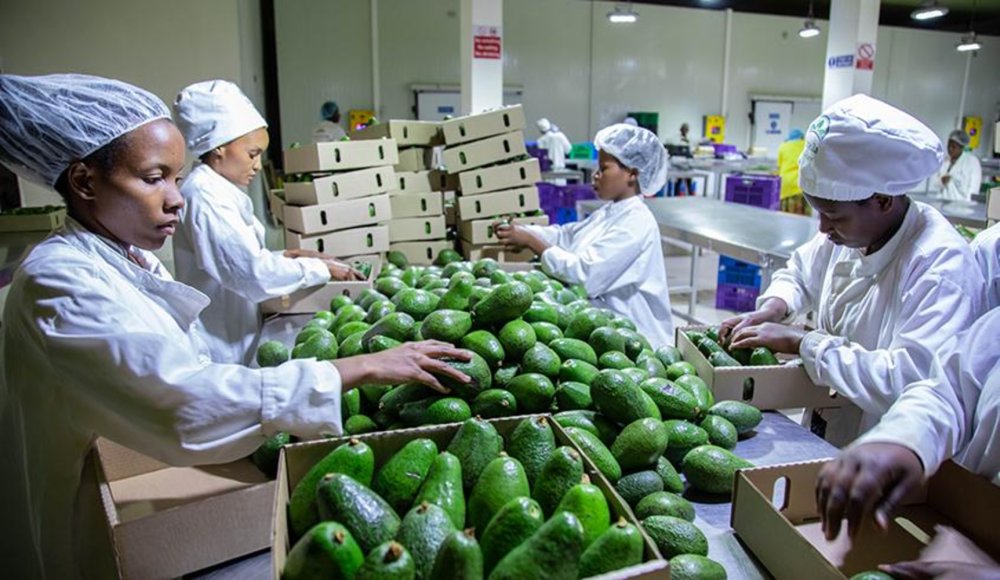 Rwanda generated $13.1 million (about 19 billion Rwandan francs) from the export of 9,393 metric tons of agricultural products between 02–06 February 2026, marking a strong performance in just five days of trade.