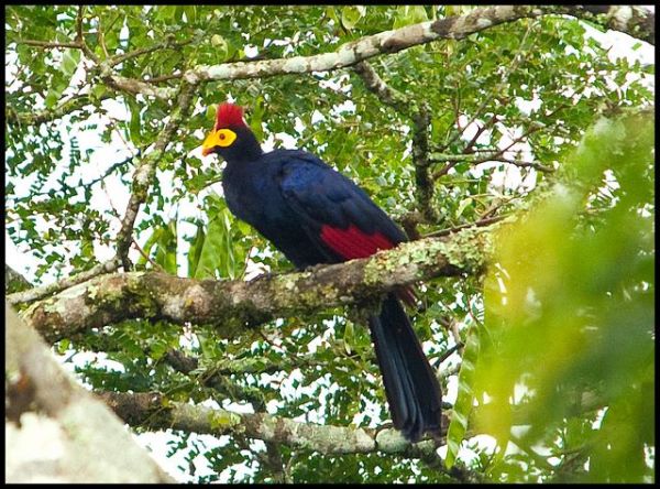 One of Rwanda's birds in the wild