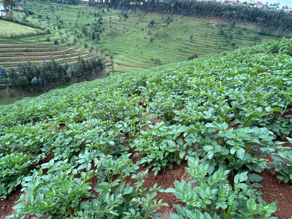The Government of Rwanda has announced plans to establish a Centre of Excellence for Crop Biotechnology to support the development and distribution of disease-resistant crops. The initiative aims to enhance agricultural productivity through advanced genetic technologies.