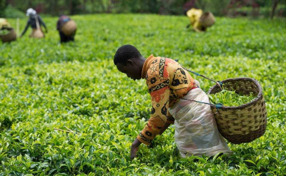Rwandan women are more involved in tea production sector than men by 10 percent