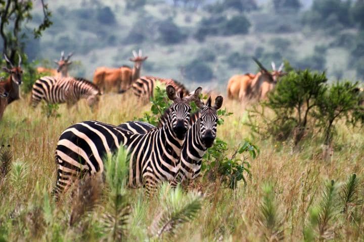 Akagera National Park is a classic safari enclave