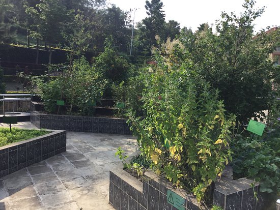 Rwandan Traditional medicinal Plants exhibited at Museum of Environment.