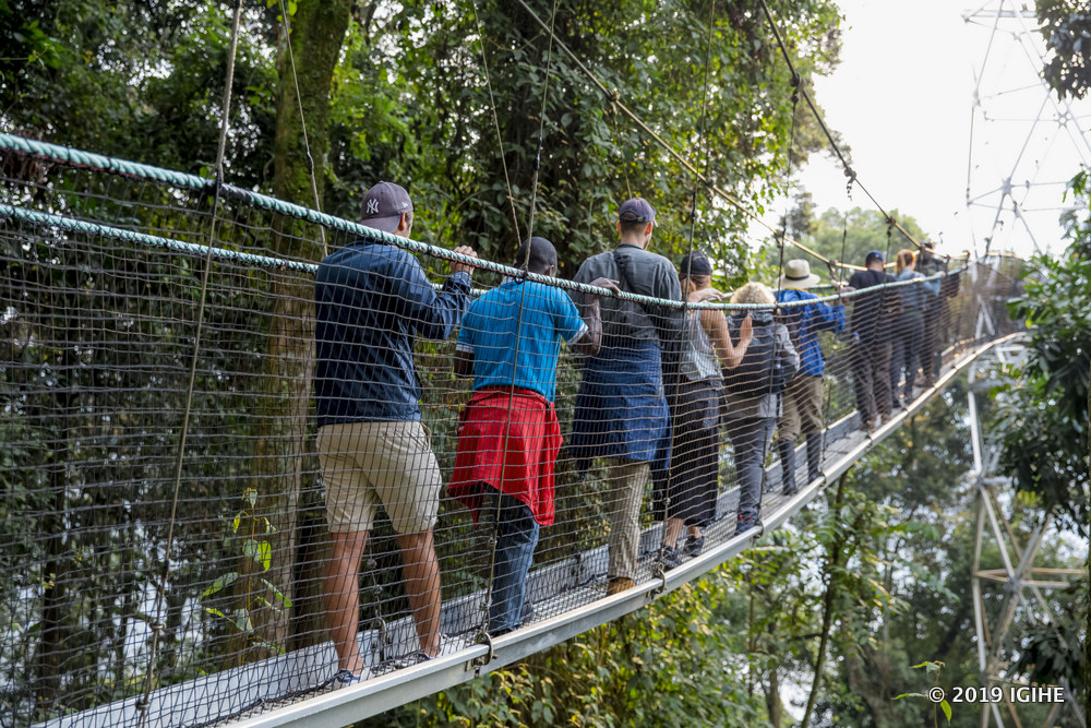 The Canopy Walk is a rare adventure that allows visitors to stroll along suspended bridges high above the forest floor, offering a bird’s-eye view of the lush canopy.