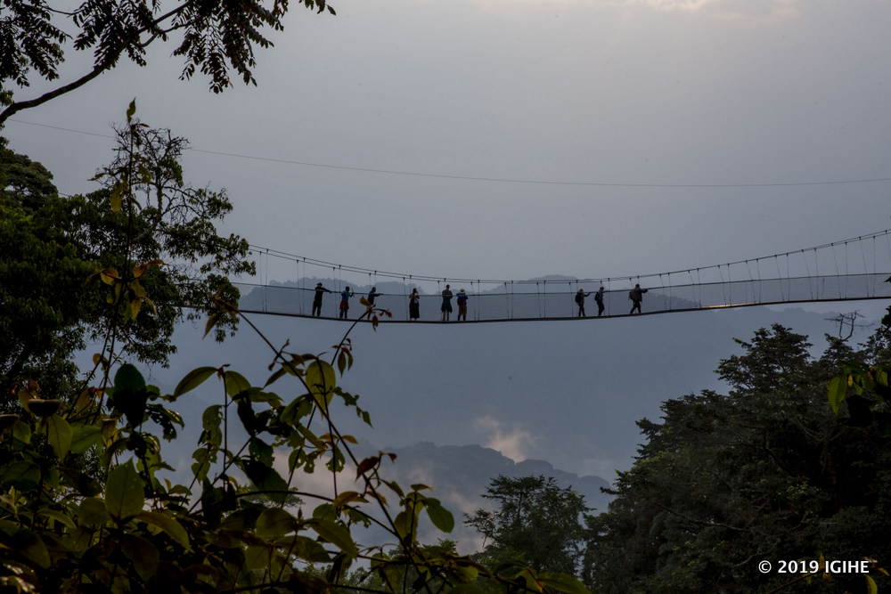 The Canopy walk in Nyungwe National Park is 160 meters long and 70 meters high.