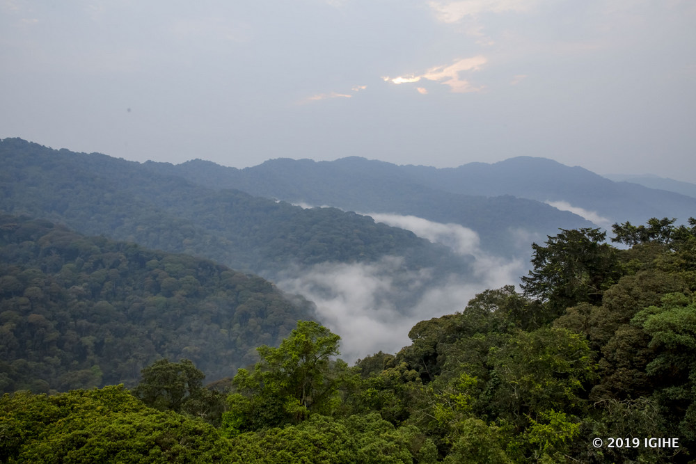 Nyungwe National Park is home to over 1,068 plant species, including more than 200 tree varieties and 200 identified orchids.