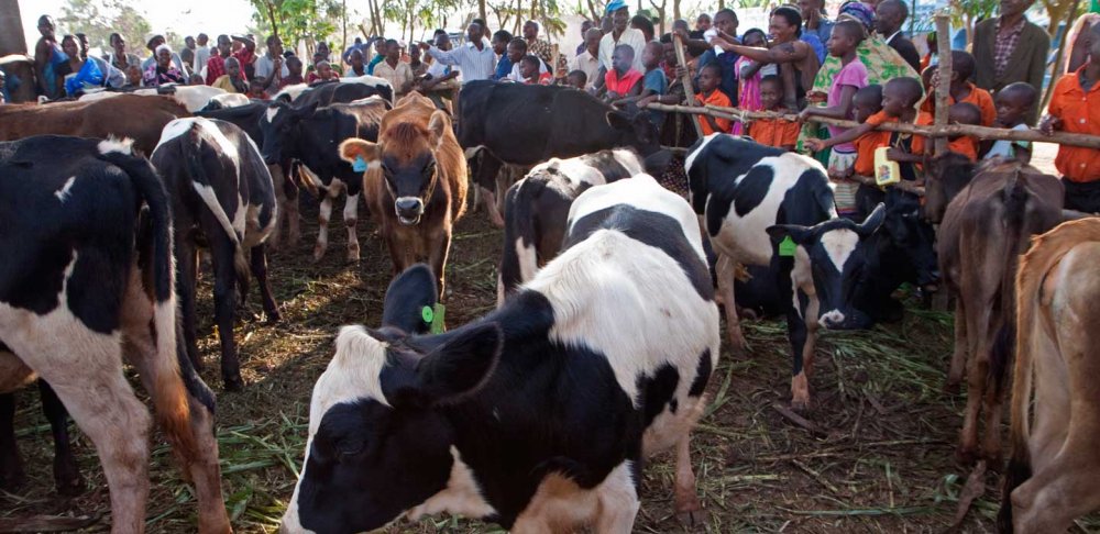 The AG has also indicated gaps in Girinka Program. 