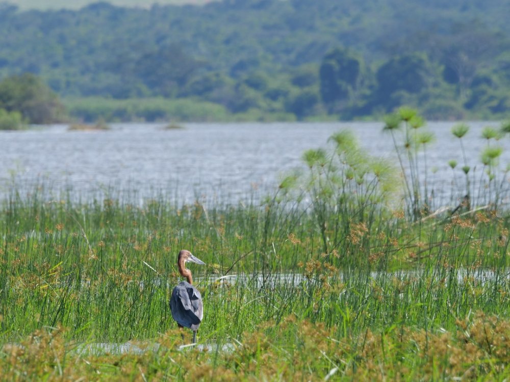 Lake Shakani is renowned for being a haven for a wide variety of bird species.