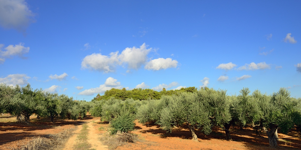 Make a stop to admire the gorgeous olive trees. Then head to one of the many restaurants to taste the famous Kalamata olives accompanied by Greek wine or ouzo.