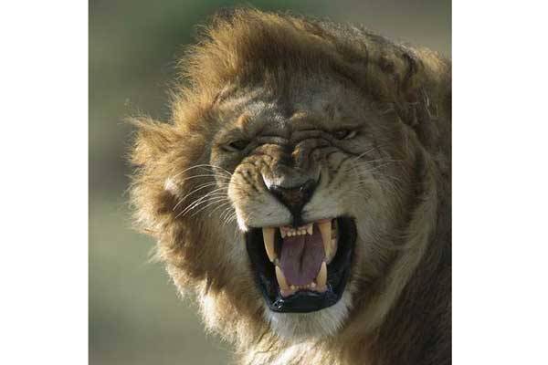 A lion killed a 10-year-old girl at Kulesa village, Kilifi County on August 16, 2016.