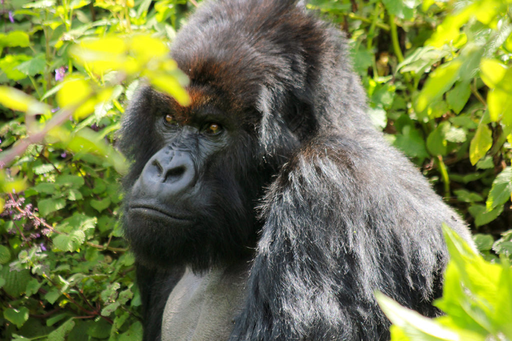 Silverback vuba December 2016